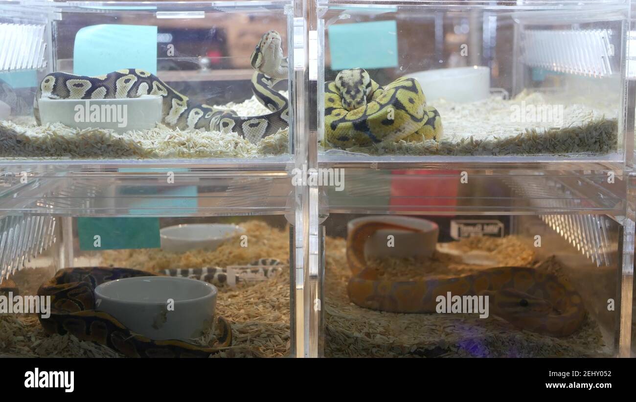 Serpents élevés captifs à vendre. Petites boîtes en plastique avec pythons de boules élevés en captivité de diverses formes placées sur la cale du marché de Chatuchak à Bangkok, Tha Banque D'Images
