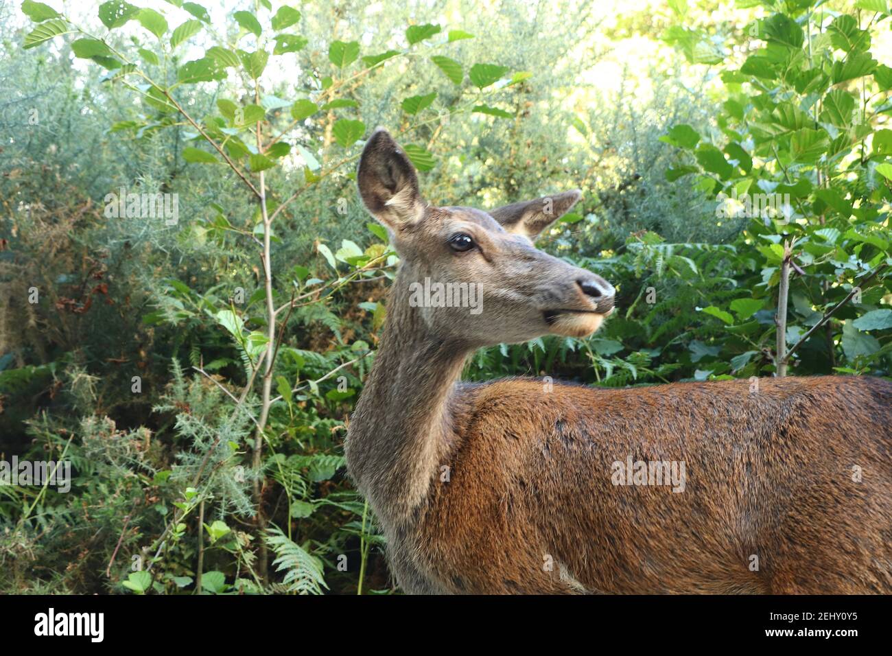 Deer autour d'Eagle Brae en Écosse Banque D'Images