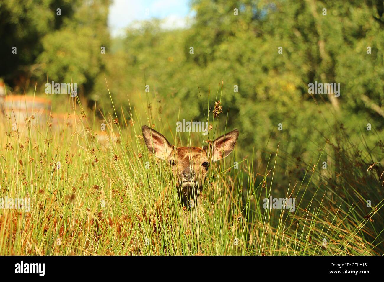 Deer autour d'Eagle Brae en Écosse Banque D'Images