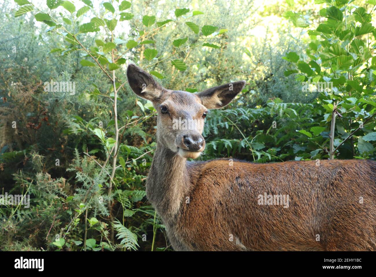 Deer autour d'Eagle Brae en Écosse Banque D'Images