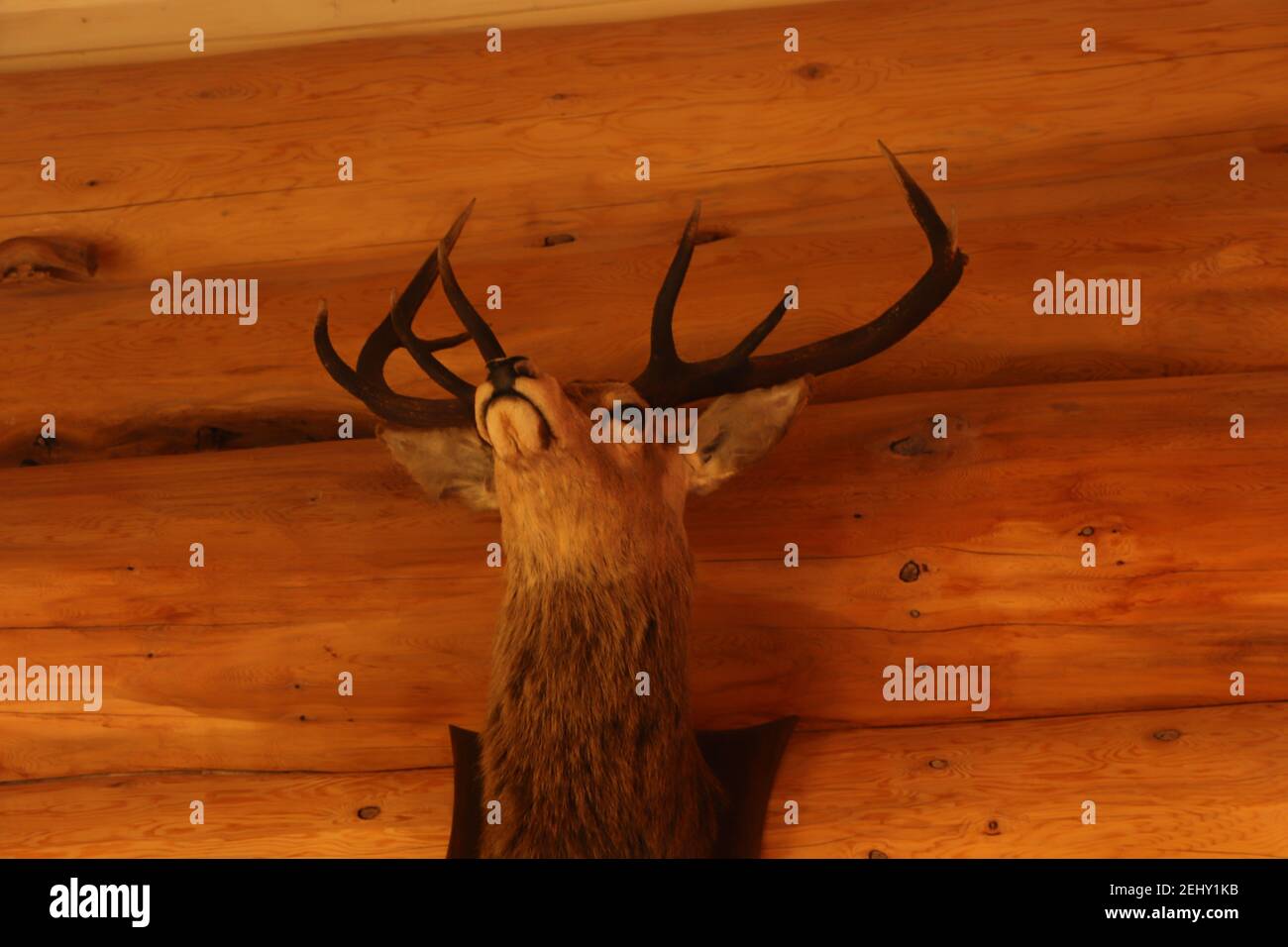 Deer autour d'Eagle Brae en Écosse Banque D'Images