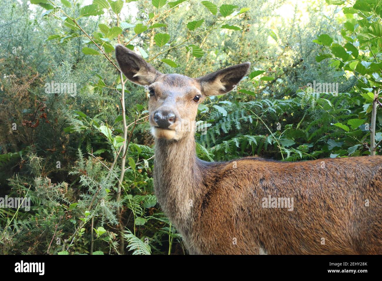 Deer autour d'Eagle Brae en Écosse Banque D'Images
