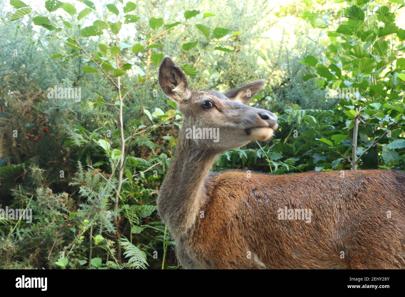 Deer autour d'Eagle Brae en Écosse Banque D'Images