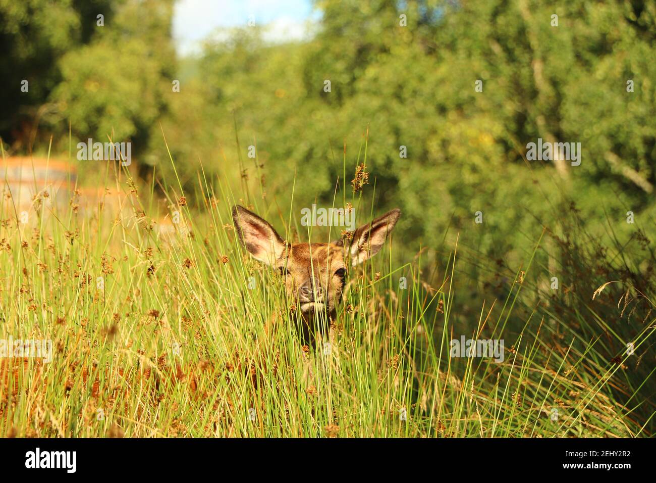 Deer autour d'Eagle Brae en Écosse Banque D'Images