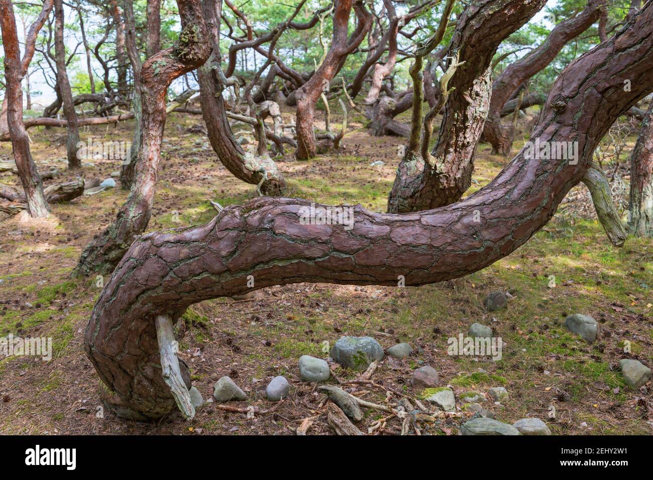 Vieux tronc de pin gnarlé Banque D'Images