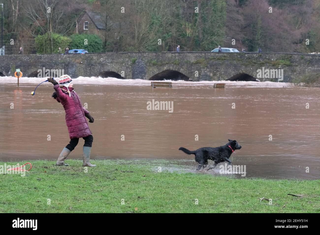 Abergavenny, Monbucshire, pays de Galles, Royaume-Uni Météo - Samedi 20 février 2021 - les gens profitent d'un exercice de confinement près de la rivière inondée Usk. La rivière Usk est maintenant en circulation rapide et a commencé à déborder de ses berges après de fortes pluies au cours des dernières 24 heures dans le sud du pays de Galles. La prévision est pour plus de pluie. Photo Steven May / Alamy Live News Banque D'Images