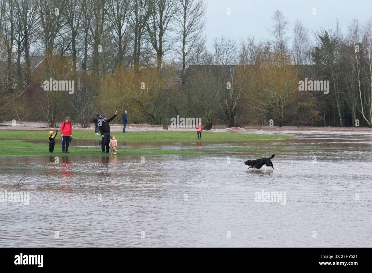 Abergavenny, Monbucshire, pays de Galles, Royaume-Uni Météo - Samedi 20 février 2021 - les gens profitent d'un exercice de confinement près de la rivière inondée Usk. La rivière Usk est maintenant en circulation rapide et a commencé à déborder de ses berges après de fortes pluies au cours des dernières 24 heures dans le sud du pays de Galles. La prévision est pour plus de pluie. Photo Steven May / Alamy Live News Banque D'Images