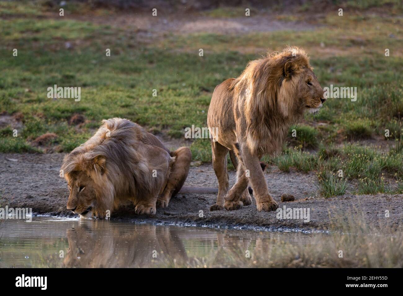 Deux lions mâles (Panthera leo) buvant, un blessé à la tête lors d'un combat territorial, Ndutu, zone de conservation de Ngorongoro, Serengeti, Tanzani Banque D'Images