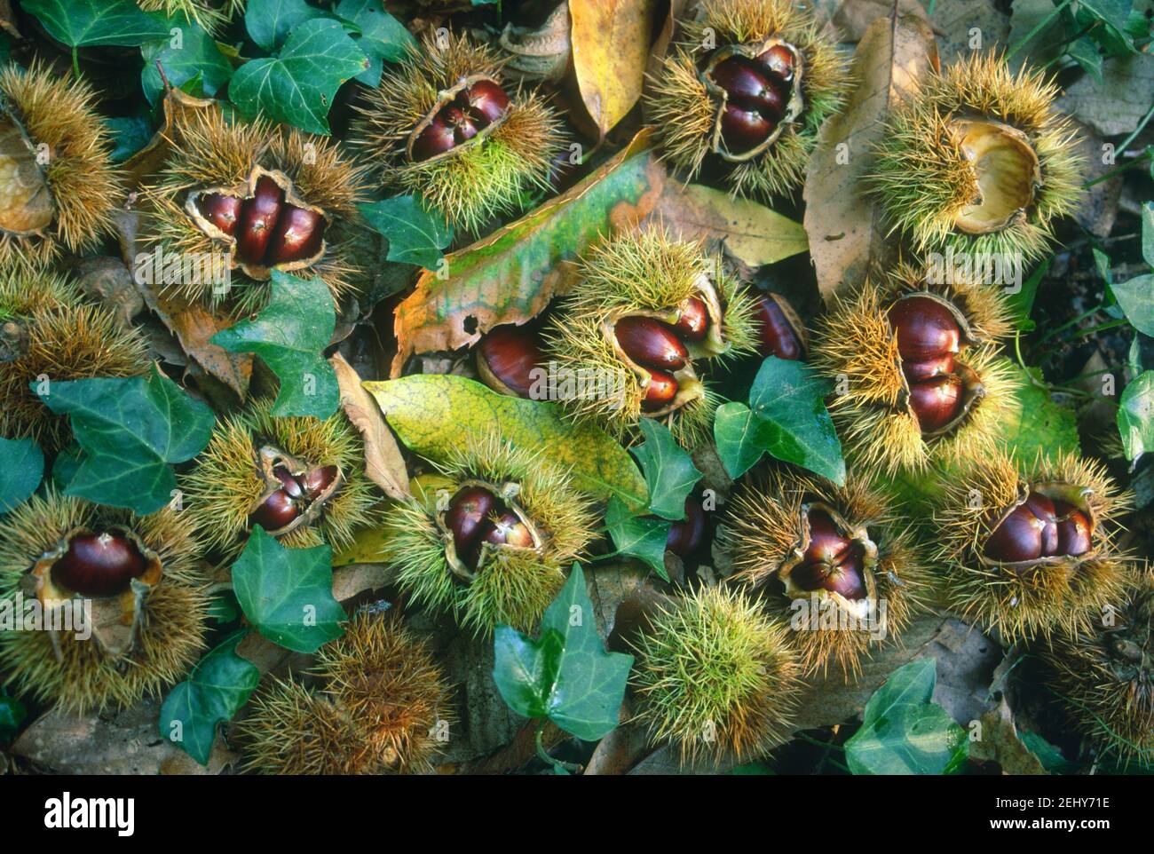 Sweet Chestnut Tree, Castanea sativa. Châtaignes dans Peel sur sol Banque D'Images