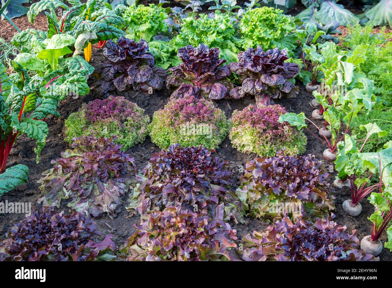 Petite cuisine biologique potager patch culture jardinage salade d'été laitue poussant en rangées laitue Lollo Rossa saladier rouge Nymans Lettony UK Banque D'Images
