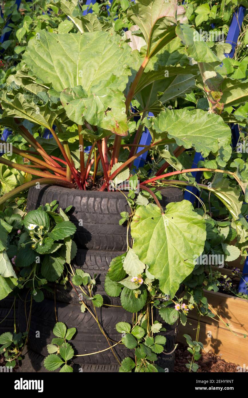 Rheum rhabarbarum - rhubarbe et Fragaria x ananassa - fraise Plantes cultivées en pneus sur un jardin communautaire en Angleterre GB ROYAUME-UNI Banque D'Images