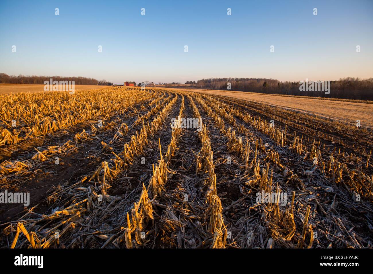 Grange rouge avec un champ de maïs récolté dans le centre du Wisconsin, horizontal Banque D'Images