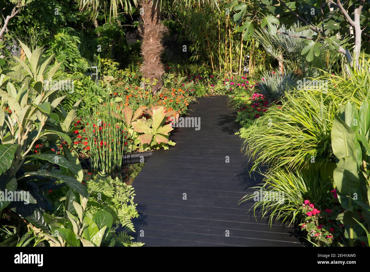 Terrasse en bois noir de style tropical moderne avec Lizzie Imara très fréquentée aux frontières et plantation de style tropical avec fougères Banque D'Images