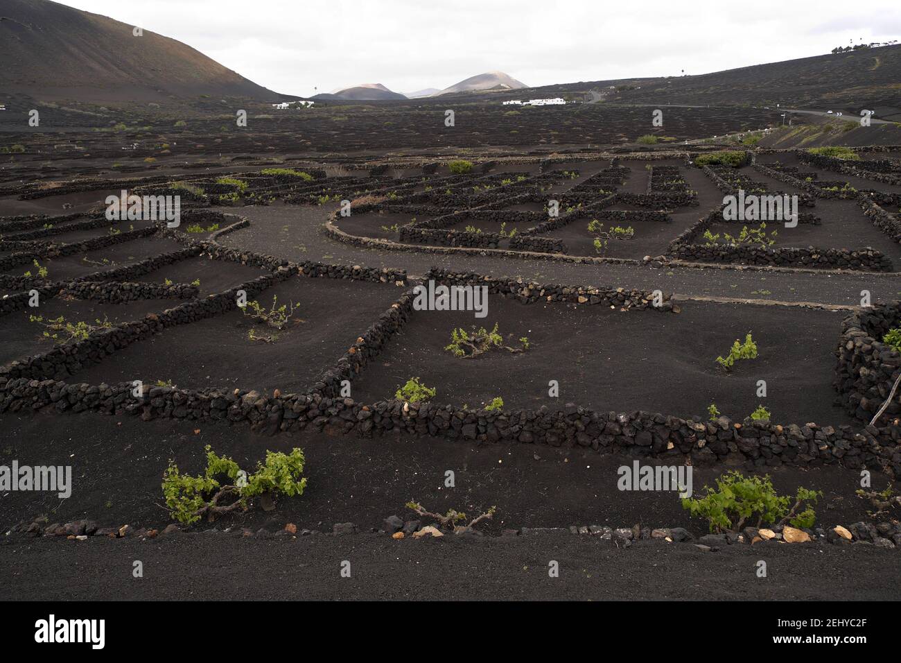 Vignes poussant dans la roche volcanique, la Geria, près de Timanfaya, Lanzarote, îles Canaries, Espagne. Banque D'Images