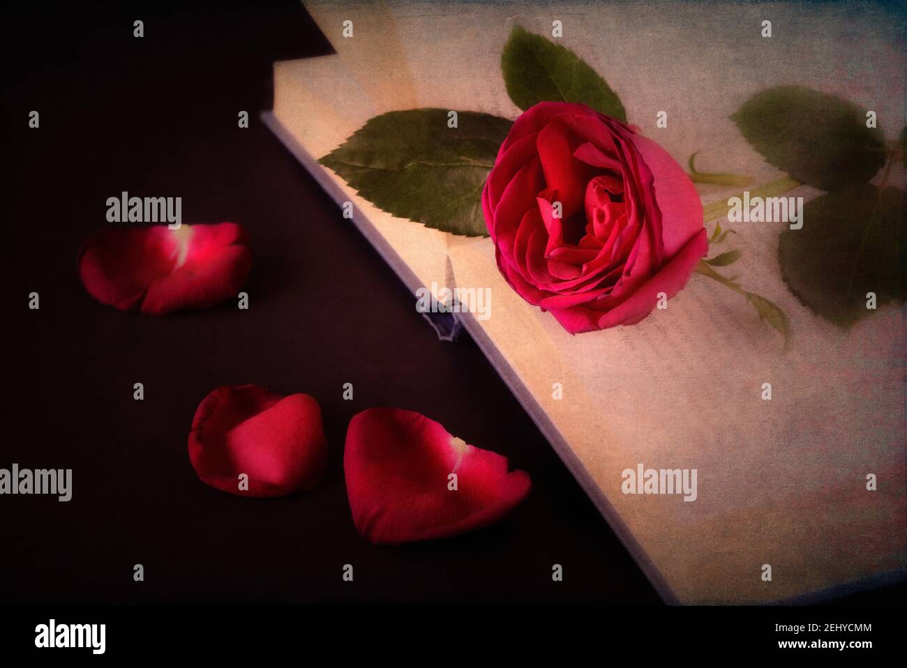 Rose rouge sur livre ouvert avec revêtement texturé Banque D'Images