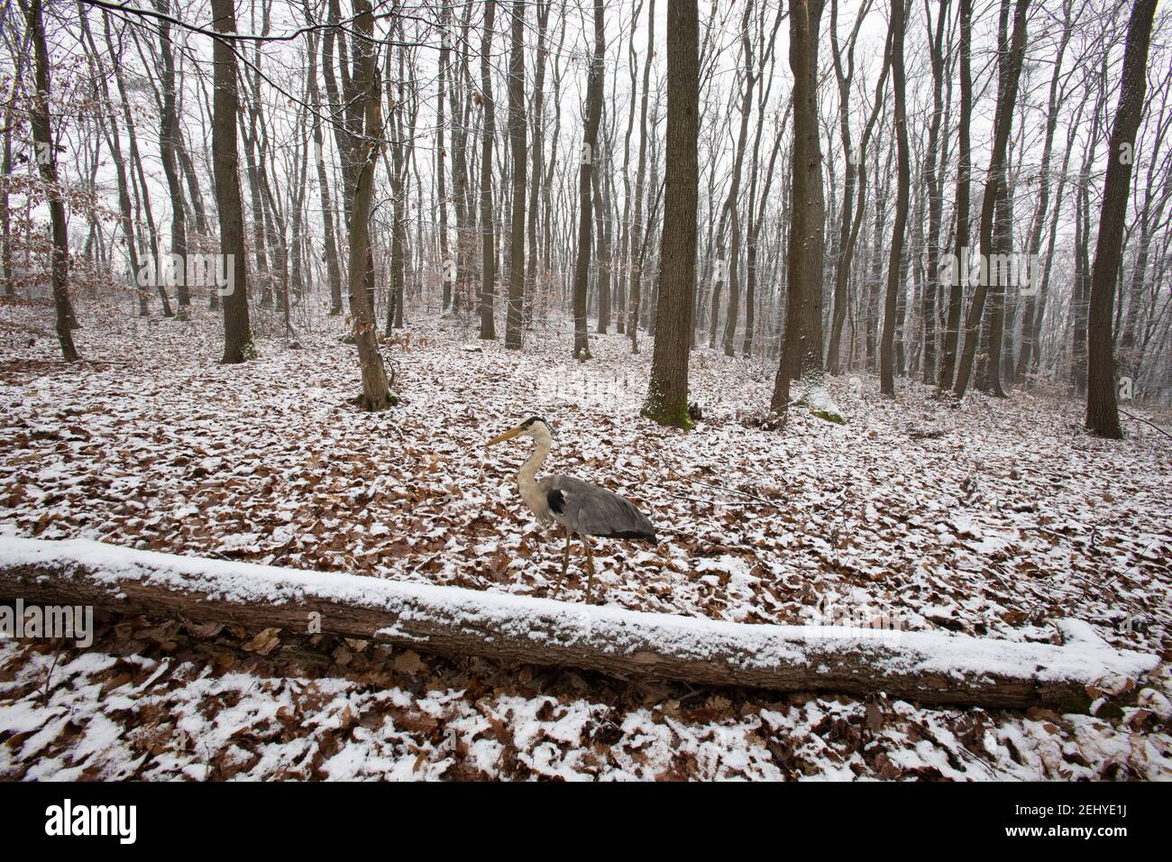 un cigogne grise dans une forêt couverte de neige Banque D'Images