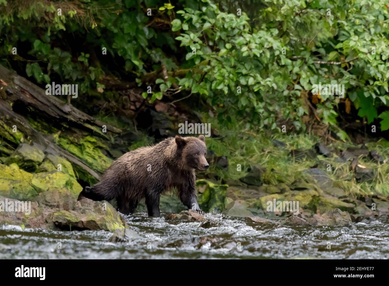 Un jeune ours brun côtier (Ursus arctos) qui coule de rivage dans une rivière rocheuse à la recherche de saumon. Banque D'Images