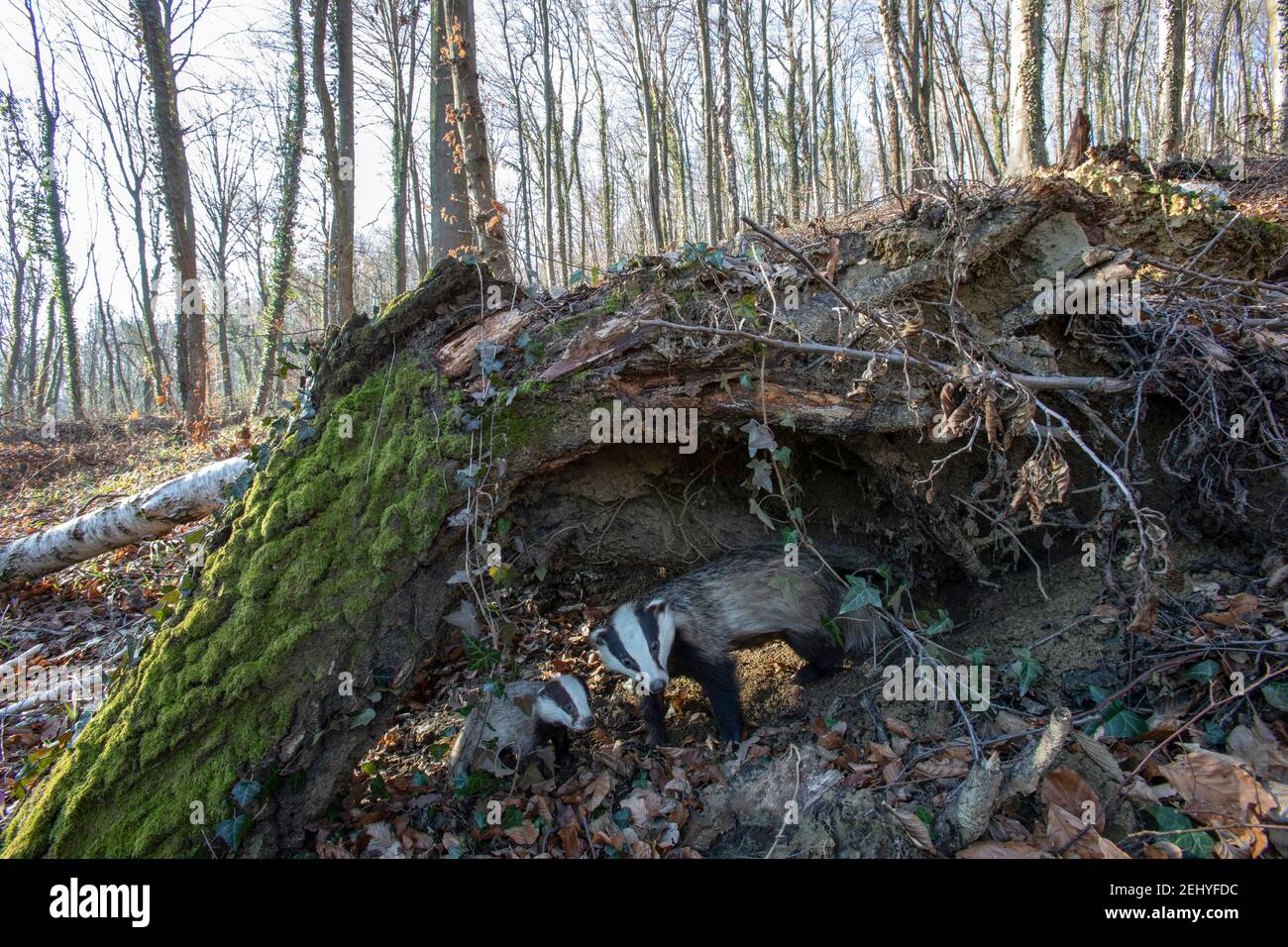 blaireaux dans les bois sous une souche Banque D'Images
