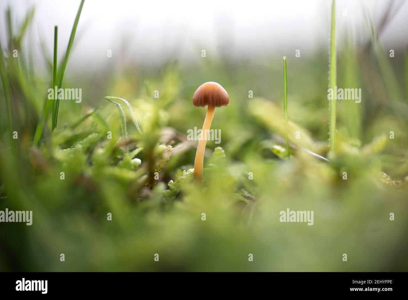 Champignons entourés de mousse et d'herbe Banque D'Images