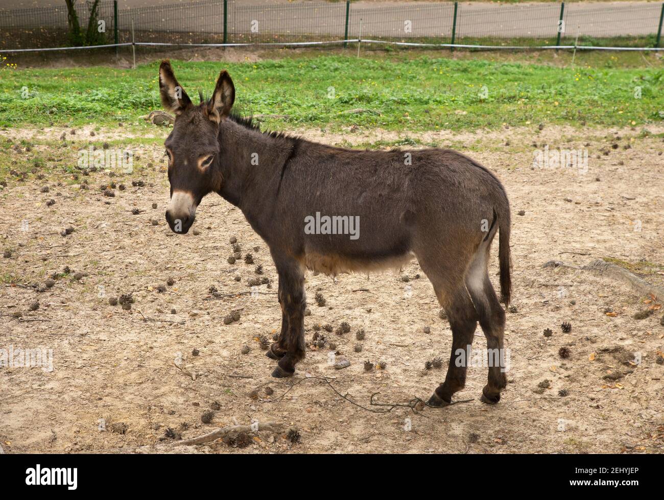 Zoo de Gdansk Oliwa à Gdansk. Pologne Banque D'Images