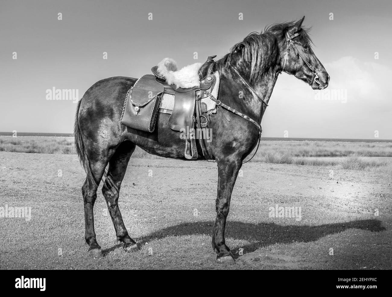 Cheval en plein air, près de la ville de Kalloni, sur l'île de Lesvos, Mer Egéé du Nord, Grèce, Europe Banque D'Images