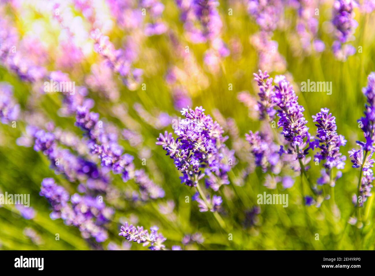 Fleurs de lavande et recherche d'abeilles, dans un champ, en Provence, France Banque D'Images