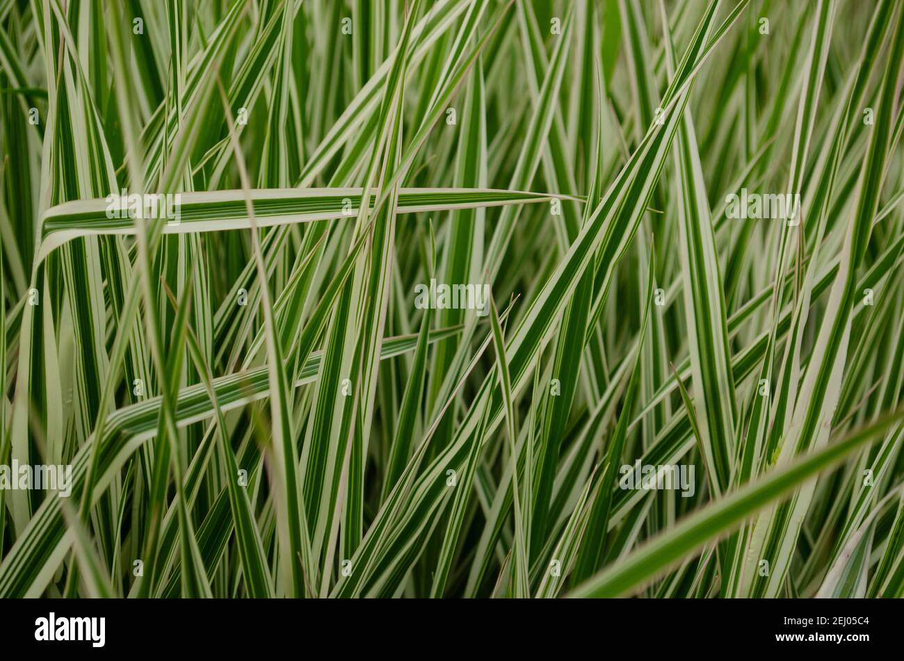 Chlorophytum comosum, Spider Plant, de nombreuses feuilles empilées sont de beaux buissons verts comme arrière-plan. Banque D'Images