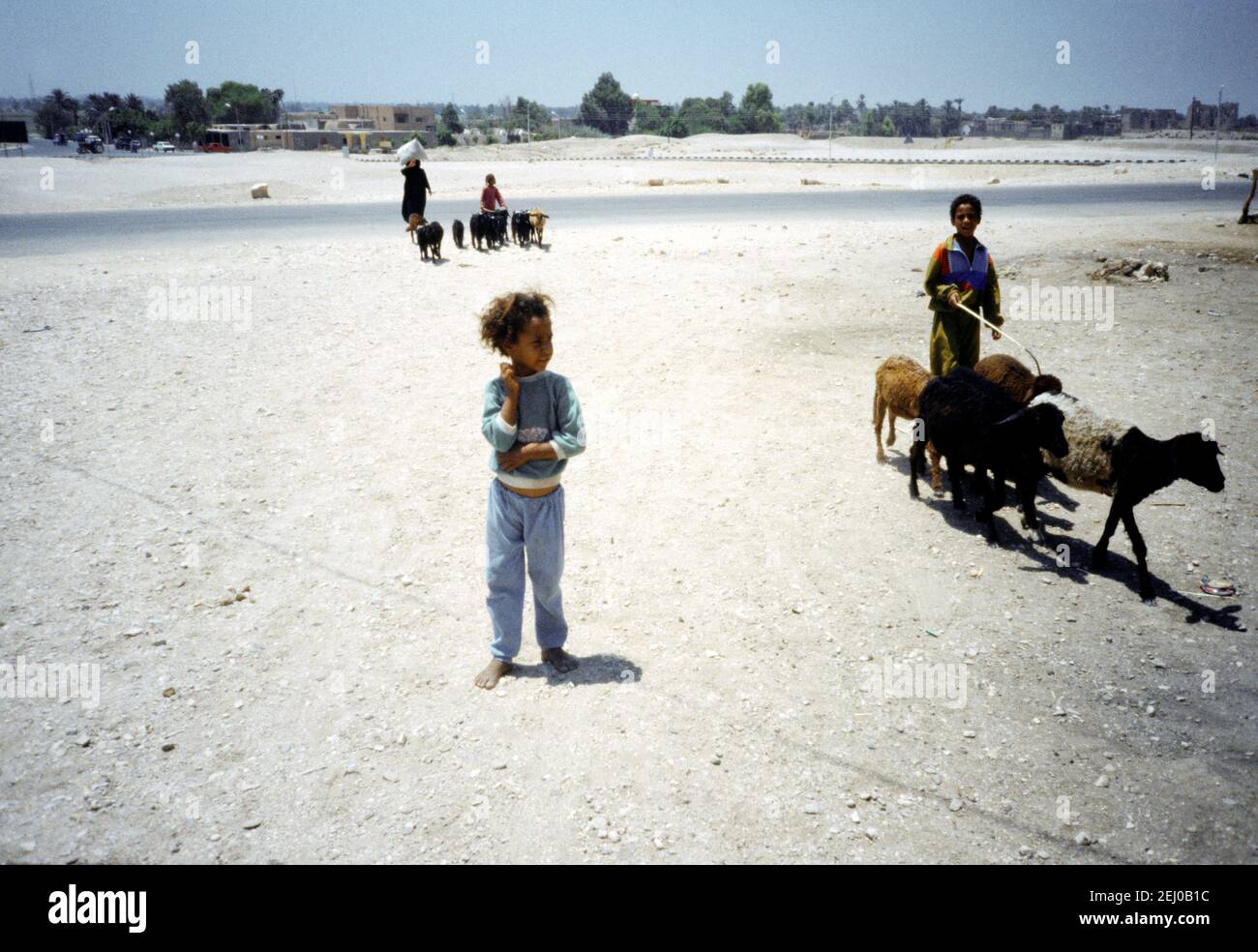 Luxor Égypte Vallée des Nobles enfants troupeau chèvres Banque D'Images