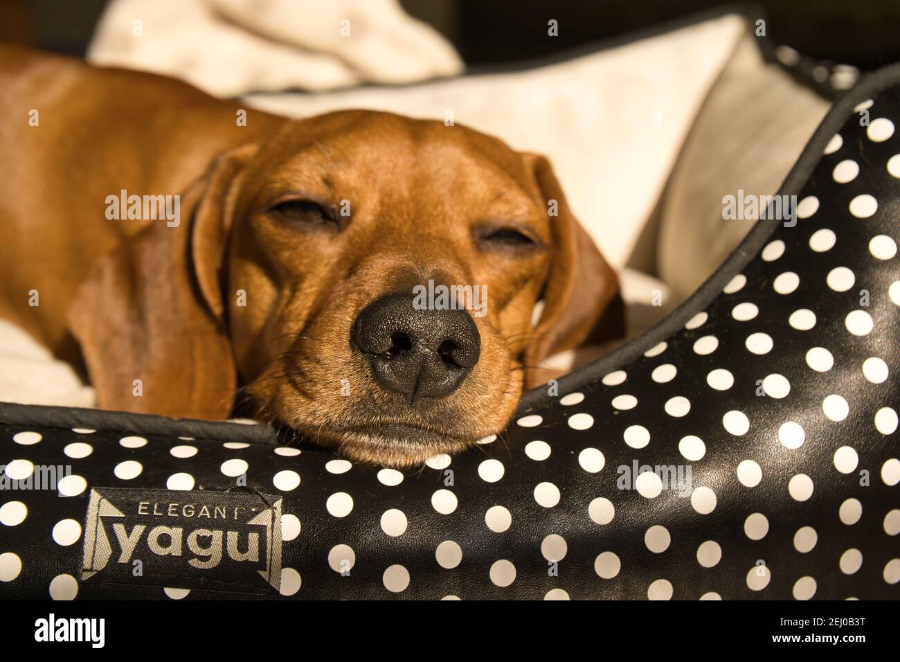 Beau dachshund, également appelé teckel, chien viennois, ou chien de saucisse, sieste sur un lit de chien. Chien endormi Banque D'Images