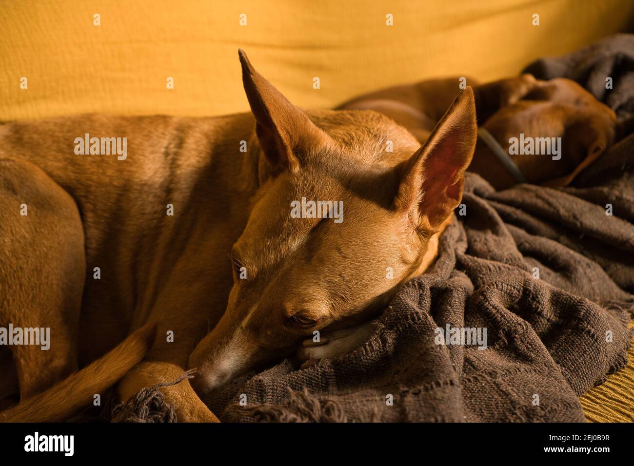 Beau chien de chasse aux cheveux bruns, collier pour chien. Dormir une sieste sur le canapé. Chien endormi Banque D'Images