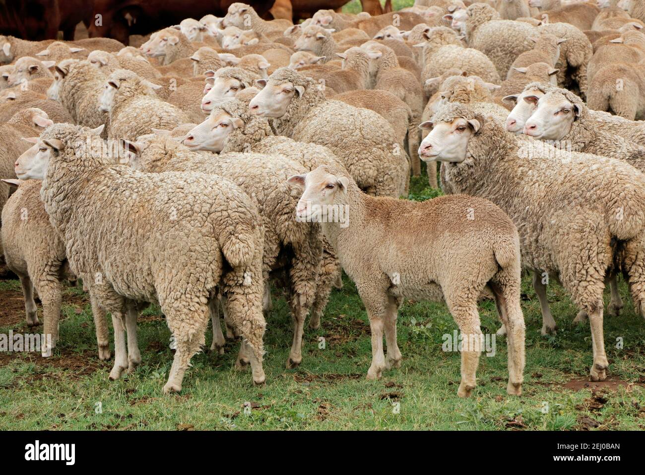 Moutons mérinos à portée libre dans une ferme rurale sud-africaine Banque D'Images