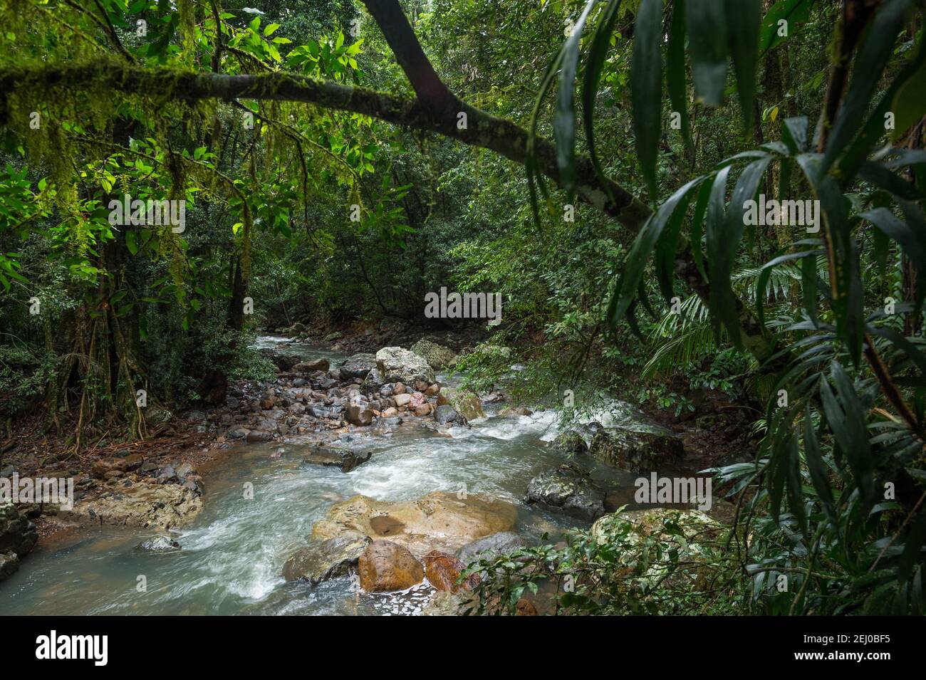 Cave Creek, parc national de Springbrook, Queensland, Australie. Banque D'Images