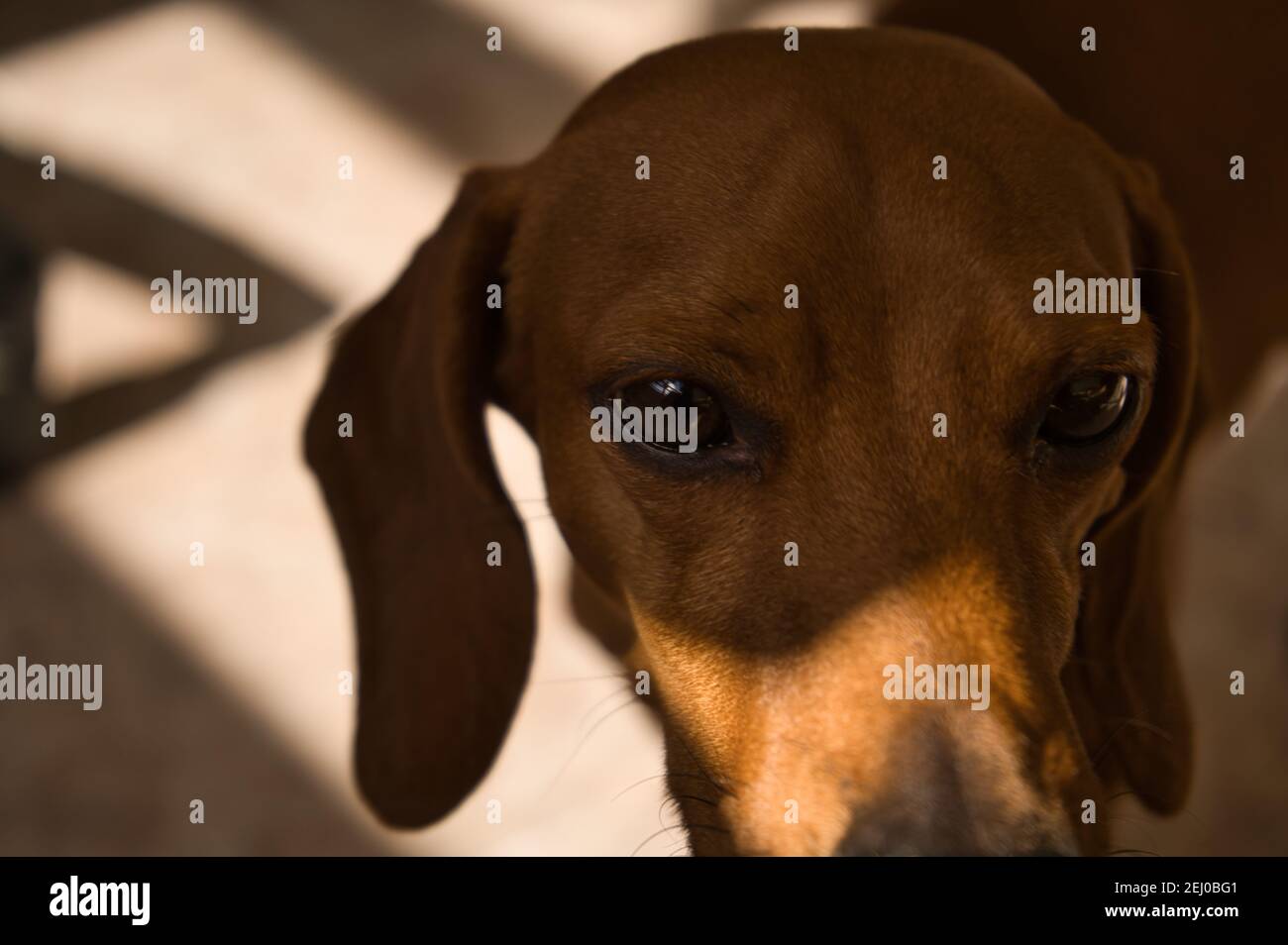 Beau dachshund de race pure, également appelé teckel, chien viennois ou chien de saucisse, sur un lit de chien regardant l'appareil photo. Chien Banque D'Images