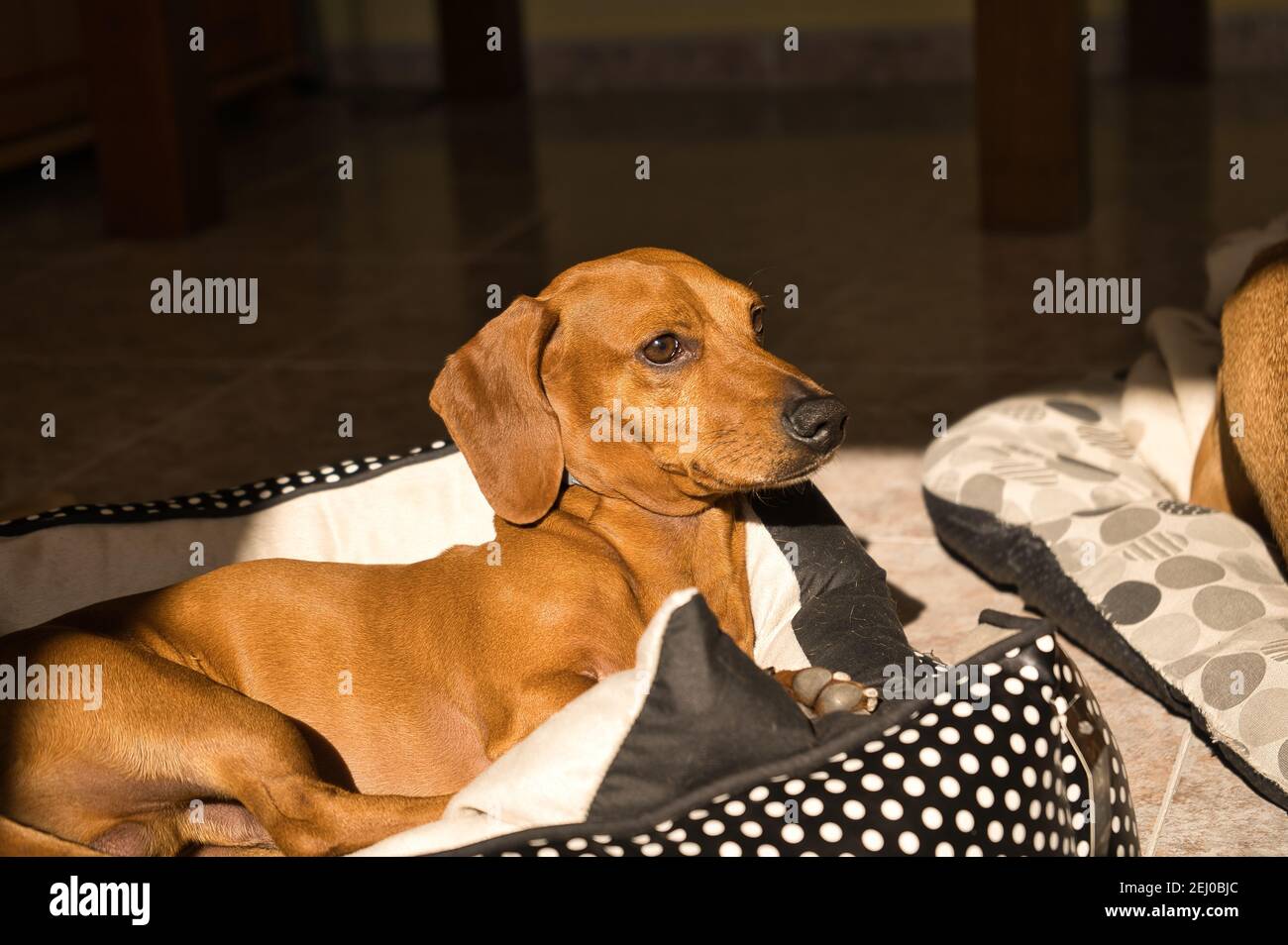 Beau dachshund de race pure, également appelé teckel, chien viennois ou chien de saucisse, sur un lit de chien regardant l'appareil photo. Chien Banque D'Images