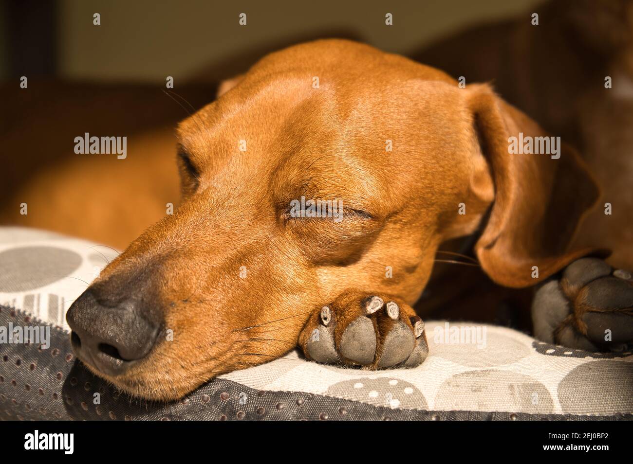 Beau dachshund, également appelé teckel, chien viennois, ou chien de saucisse, sieste sur un lit de chien. Chien endormi Banque D'Images