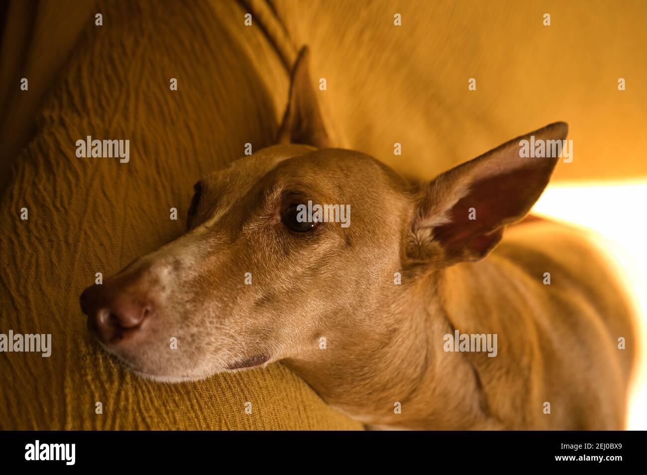 Beau chien de chasse aux cheveux bruns, collier de chien. Sur le canapé, chien Banque D'Images Beau chien de chasse aux cheveux bruns, collier de chien. Sur le canapé, chien Banque D'Images