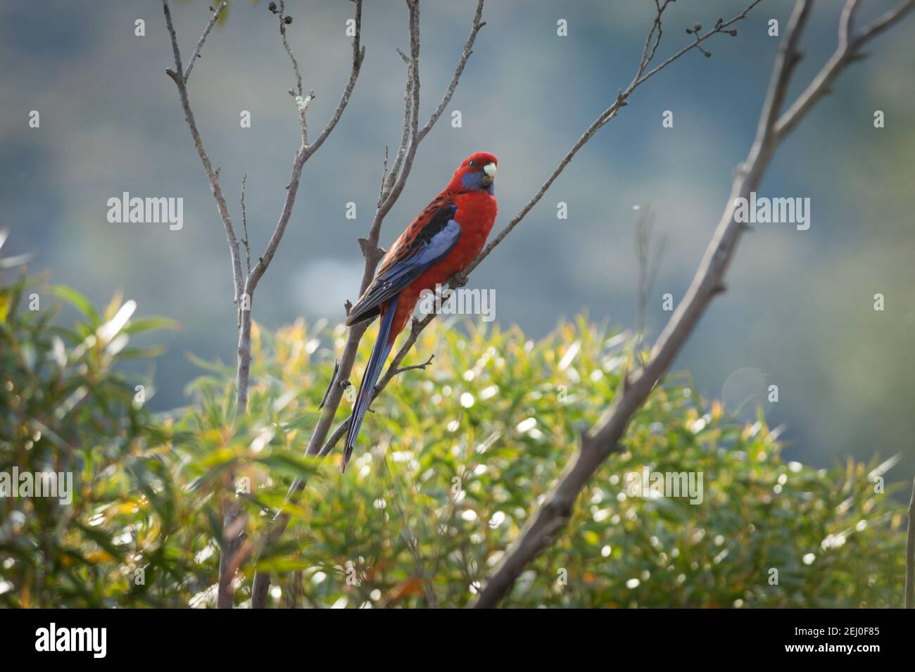 Crimson rosella (Platycercus elegans), Echo point, Nouvelle-Galles du Sud, Australie. Banque D'Images