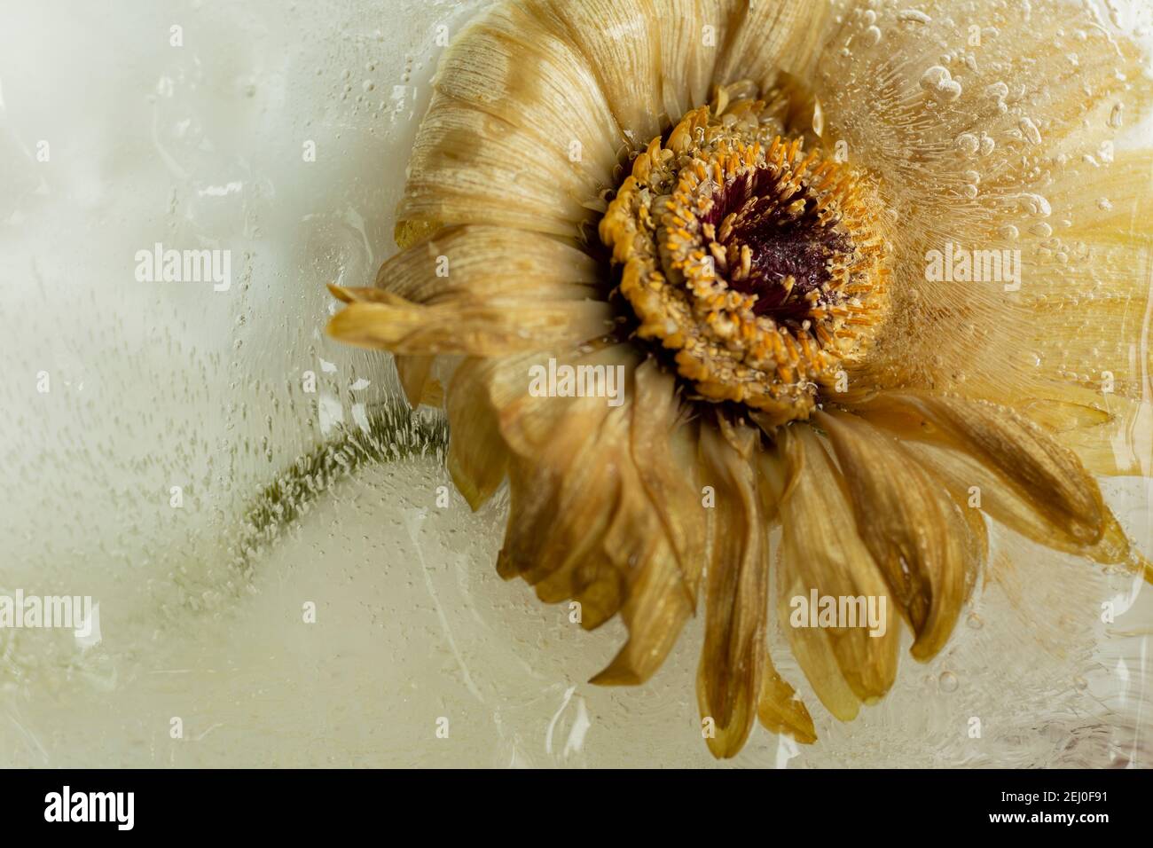 WA19254-00...WASHINGTON - Gerbera dans l'eau gelée photographiée avec un Lensbaby Velvet 85. Banque D'Images