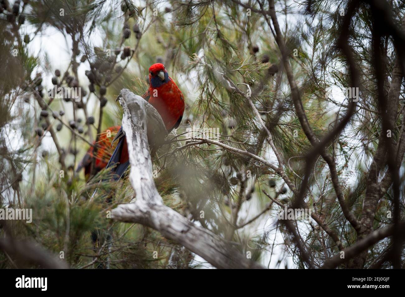 Crimson rosella (Platycercus elegans), sublime point, Blue Mountains, Nouvelle-Galles du Sud, Australie. Banque D'Images