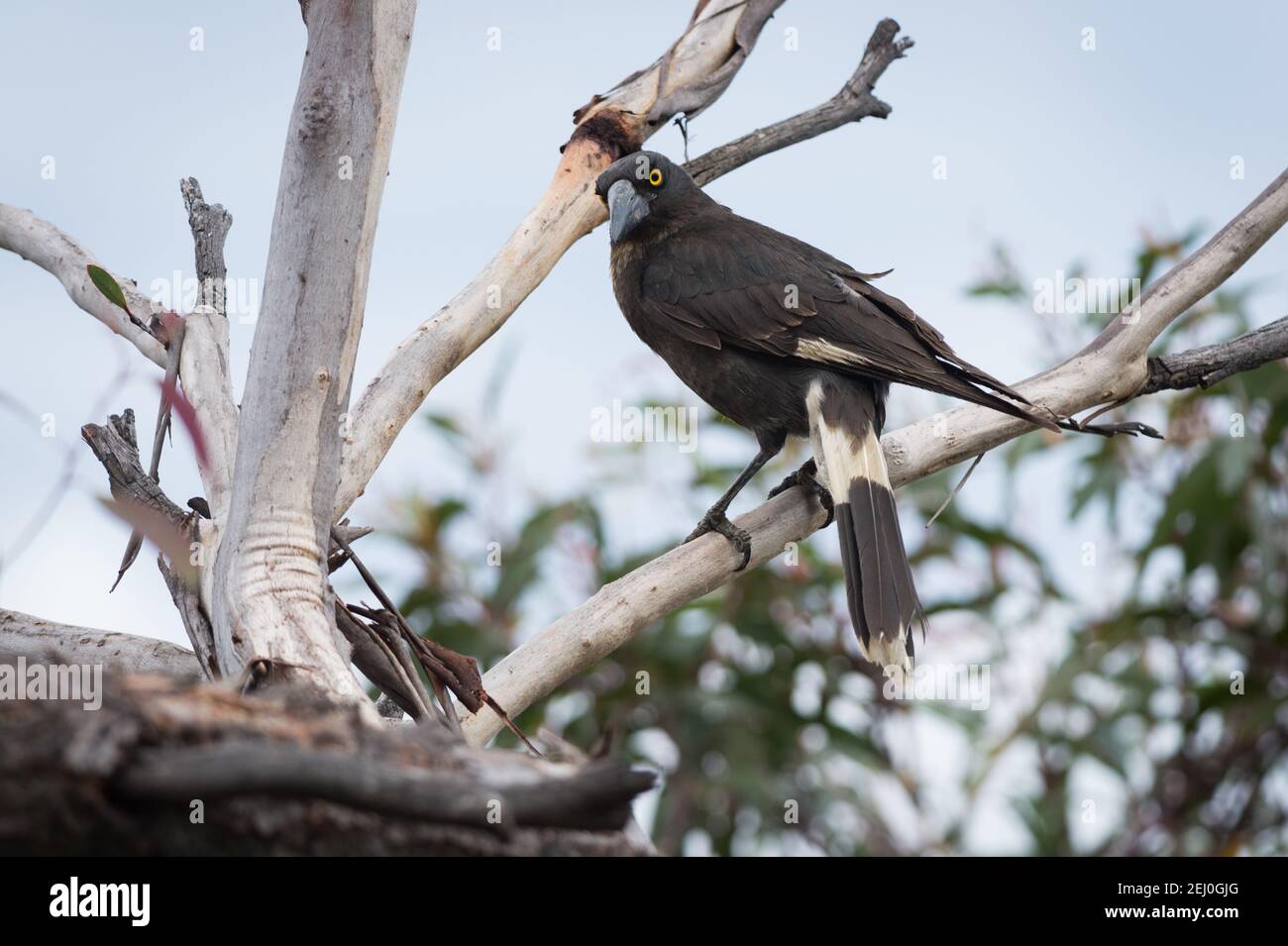 Pied currawong (streppera granculina), sublime point, Blue Mountains, Nouvelle-Galles du Sud, Australie. Banque D'Images