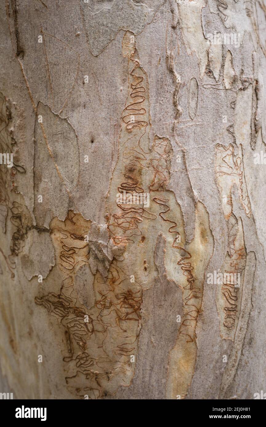 Écorce de gomme Scribbly (Eucalyptus scléphylla), parc national de Morton, Nouvelle-Galles du Sud, Australie. Banque D'Images