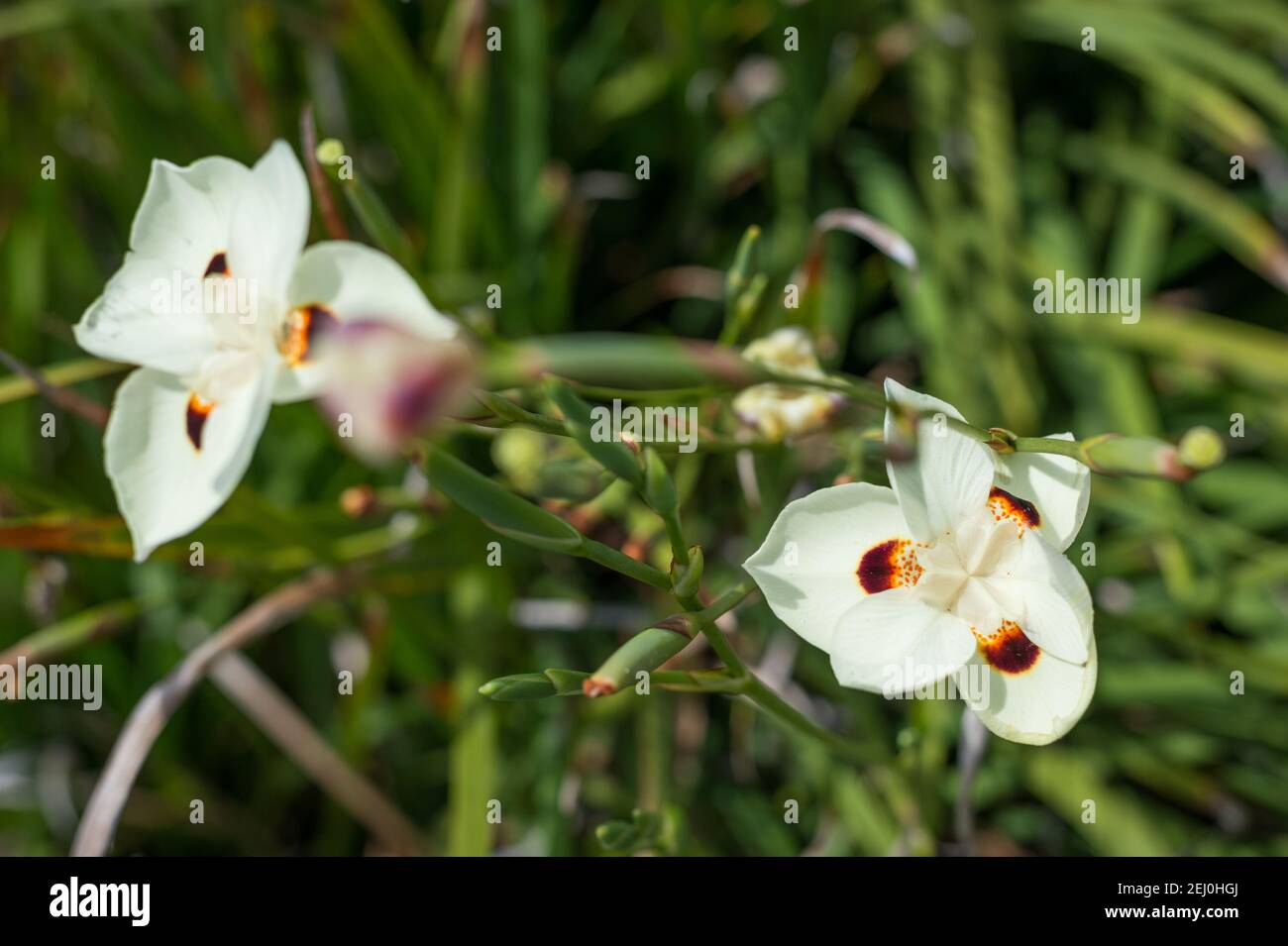 Fleur de paon jaune (dietes bicolor), Kiama, Nouvelle-Galles du Sud, Australie. Banque D'Images