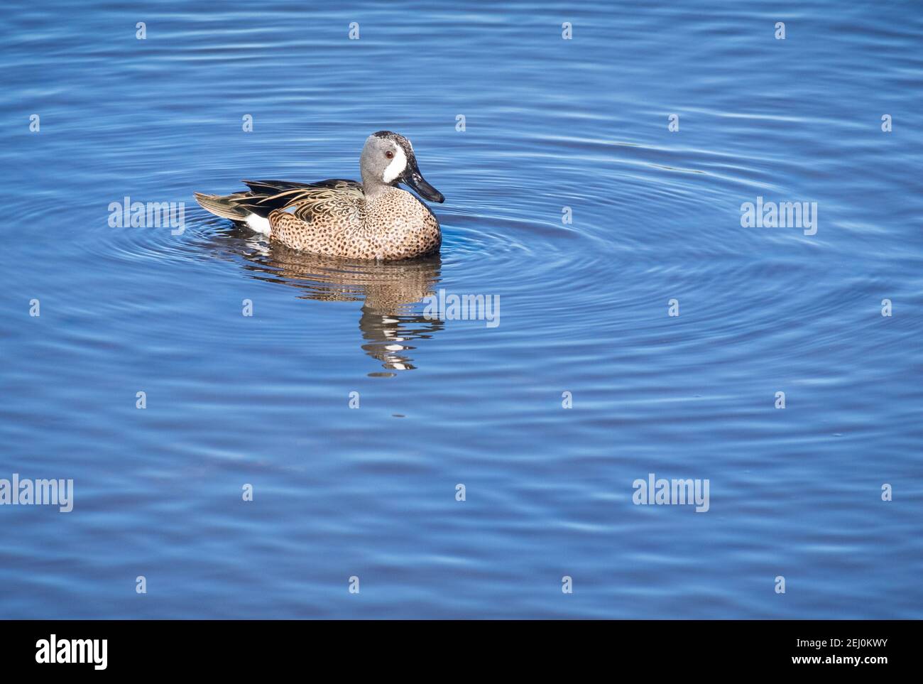 Sarcelle à ailes bleues dans l'eau Banque D'Images