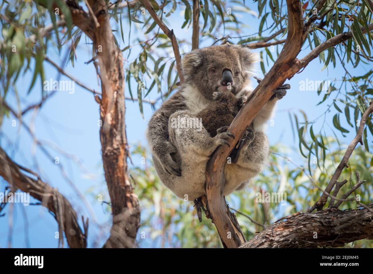 Koala (Phascolarctos cinereus), Raymond Island, Victoria, Australie. Banque D'Images