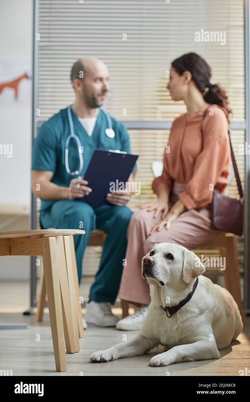 Portrait vertical complet du chien blanc du Labrador en attente clinique d'efp avec une jeune femme parlant au vétérinaire en arrière-plan Banque D'Images