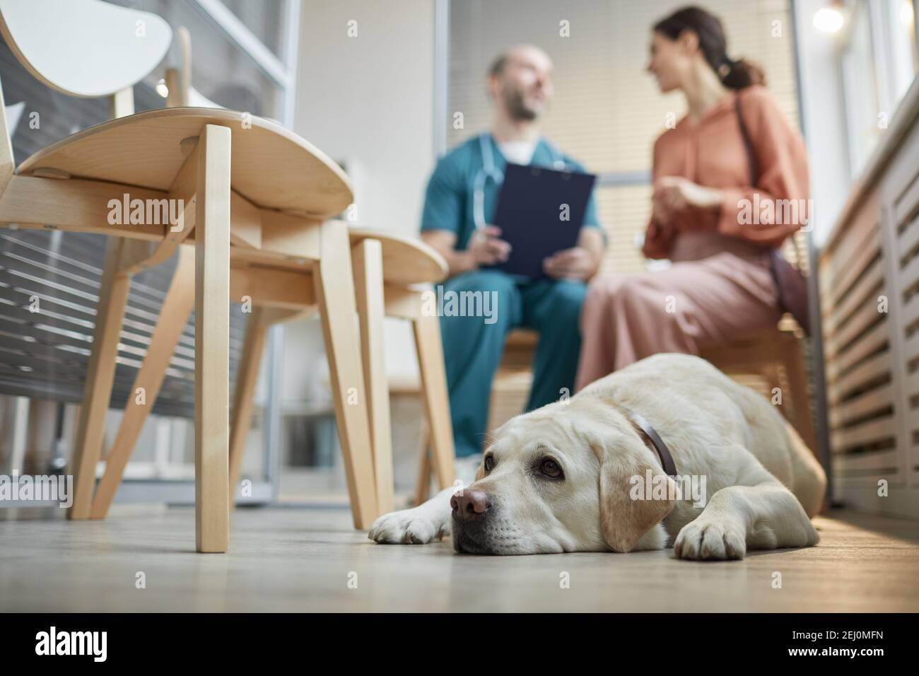 Portrait complet du chien blanc du Labrador attendant à la clinique vétérinaire avec une jeune femme parlant au vétérinaire en arrière-plan, espace de copie Banque D'Images