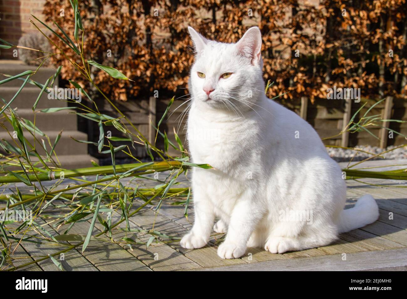 Le chat blanc domestique aux yeux jaunes, un mammifère carnivore de la famille des Felidae, est l'un des animaux de compagnie principaux Banque D'Images
