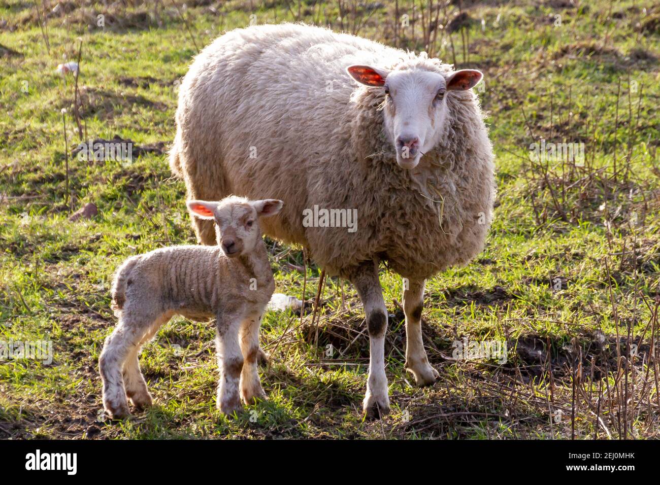 L'agneau, anciennement agneau, est le jeune mouton mâle de moins d'un an;  la femelle est appelée l'agneau petit de la brebis et le bélier, il s'agit  d'une race Photo Stock - Alamy