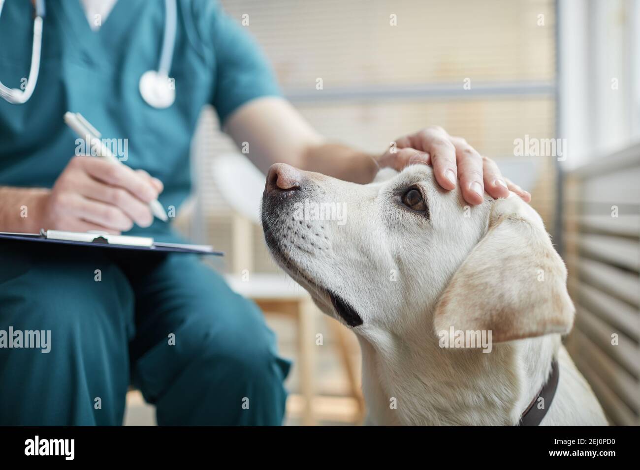 Gros plan du chien blanc du Labrador à la clinique vétérinaire avec un vétérinaire mâle qui lui a caressé la tête, espace de copie Banque D'Images
