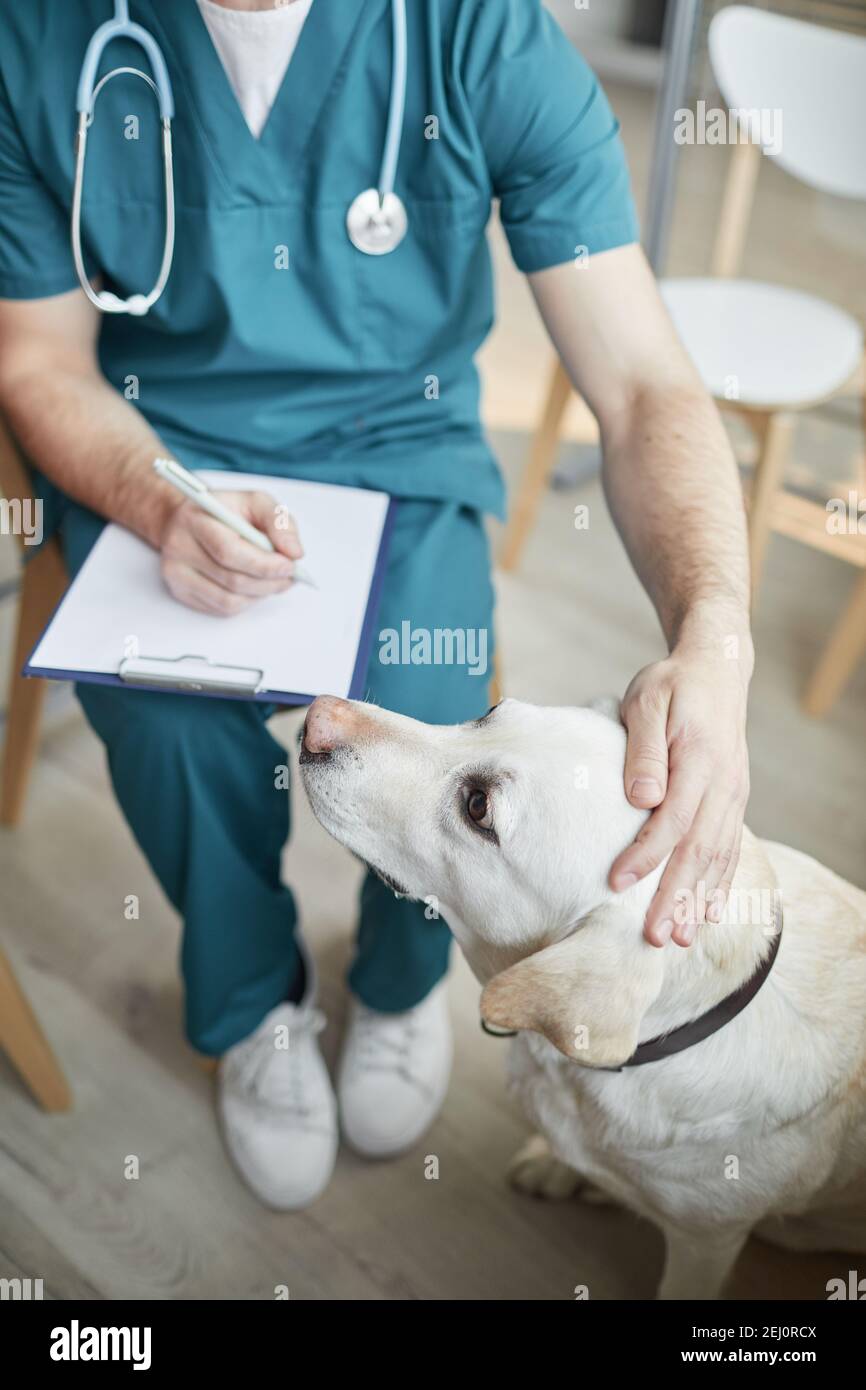 Vue en grand angle sur le chien blanc du Labrador à la clinique vétérinaire avec un vétérinaire mâle qui lui a caressé la tête, espace de copie Banque D'Images